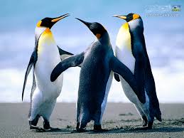 علت زنده ماندن پنگوئن ها در محیط خیلی سرد🐧